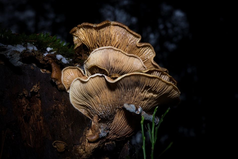 Cueillette nocturne de champignons : oui ou non ? Avantages et risques